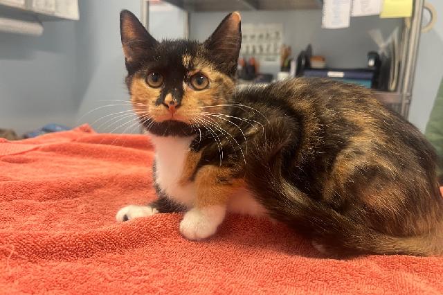 My name is Maplewood and I am ready for adoption. Learn more about me!
