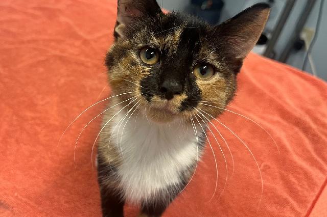 My name is Gardenia and I am ready for adoption. Learn more about me!