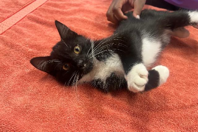 My name at SAFE Haven was Birch and I was adopted!