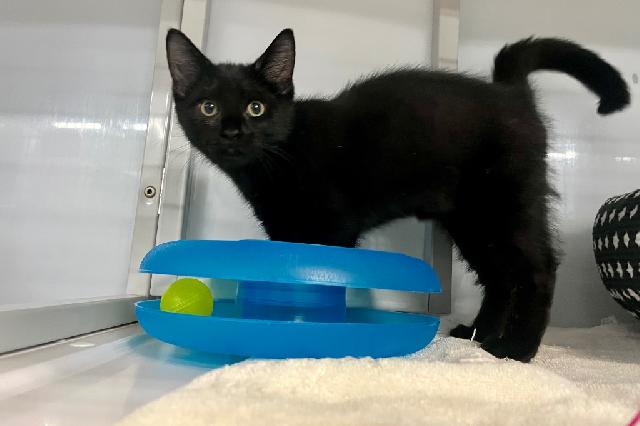 My name is Pongo and I am ready for adoption. Learn more about me!