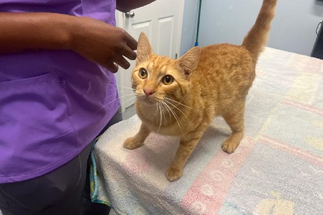 My name is Egg Roll and I am ready for adoption. Learn more about me!