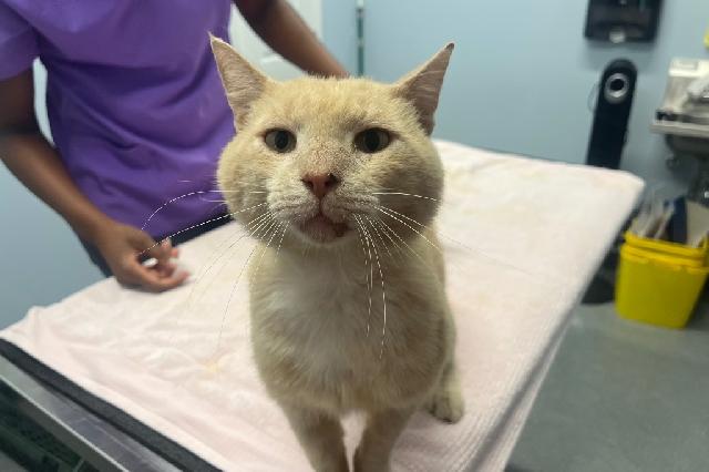My name is Loverboy and I am ready for adoption. Learn more about me!