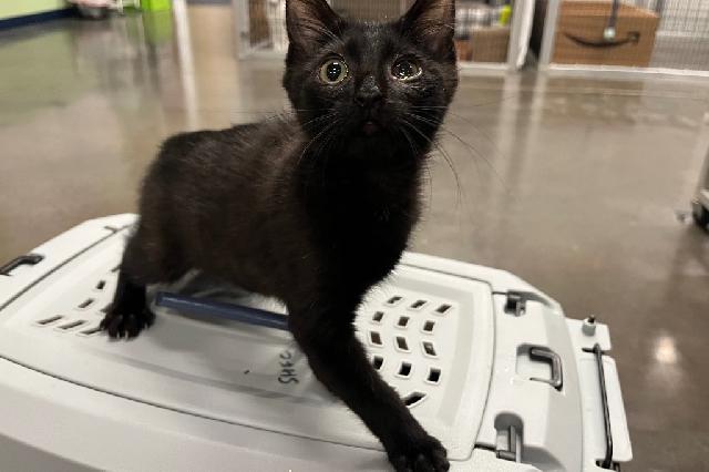 My name is Kongo and I am ready for adoption. Learn more about me!