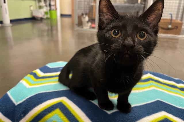 My name is Mongo and I am ready for adoption. Learn more about me!