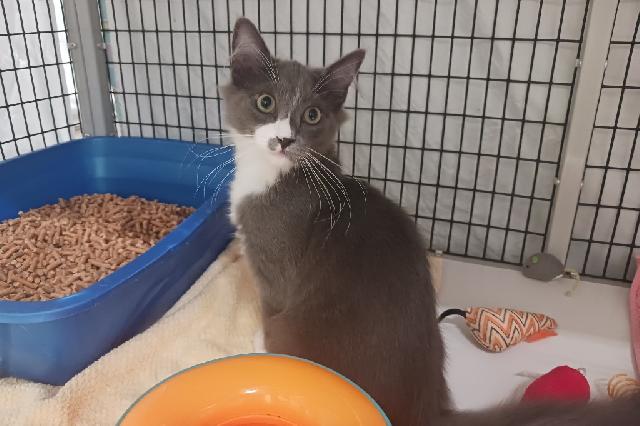 My name at SAFE Haven was Foufoul and I was adopted!