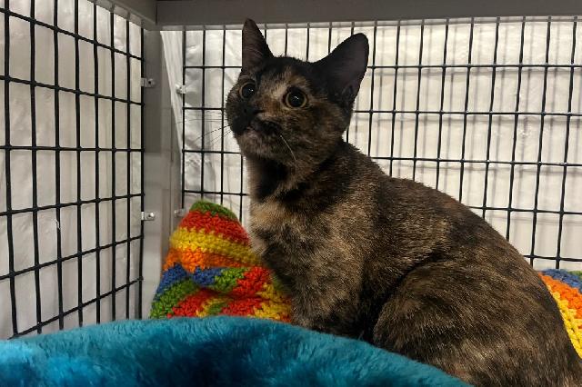 My name is Cremini and I am ready for adoption. Learn more about me!