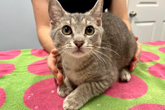 My name is Gravel and I am ready for adoption. Learn more about me!