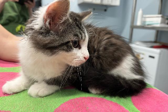 My name is Concrete and I am ready for adoption. Learn more about me!