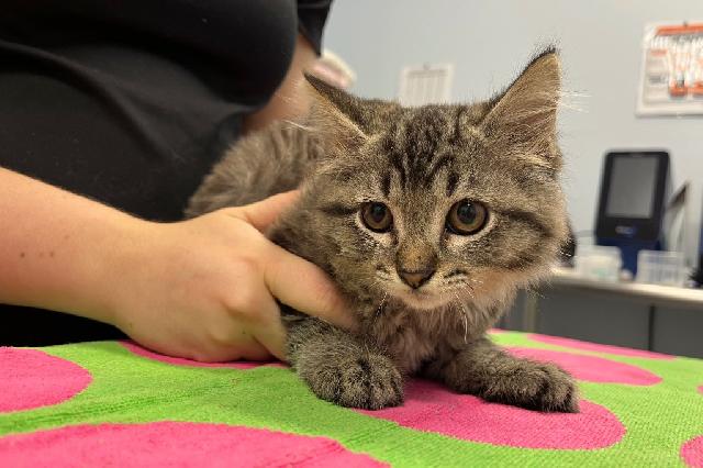 My name is Asphalt and I am ready for adoption. Learn more about me!