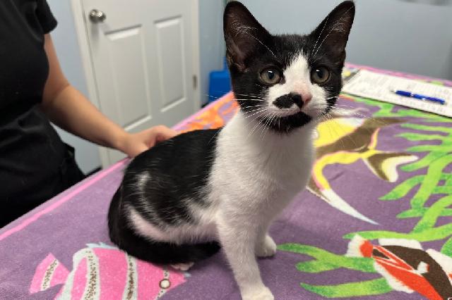 My name at SAFE Haven was Pawmesan and I was adopted!