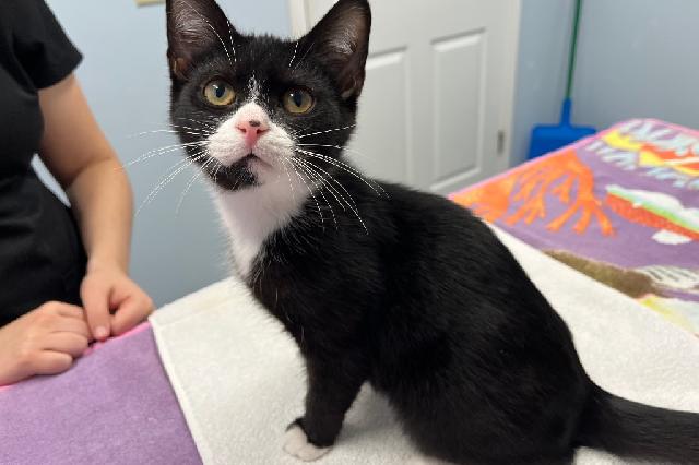 My name at SAFE Haven was Roquefurrt and I was adopted!