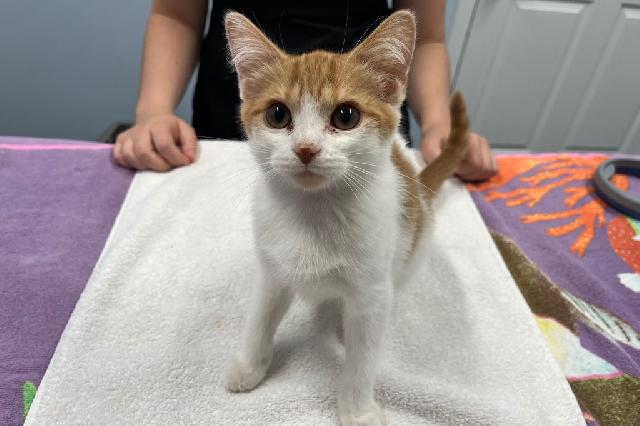 My name at SAFE Haven was Meowzarella and I was adopted!