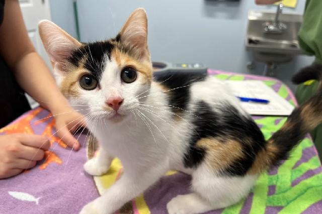 My name at SAFE Haven was Purrvolone and I was adopted!
