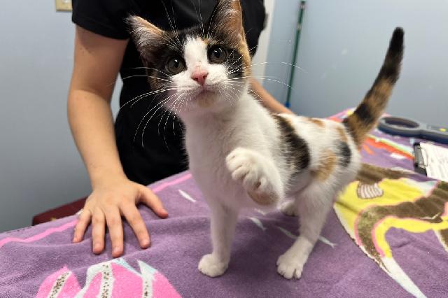 My name at SAFE Haven was Swissker and I was adopted!