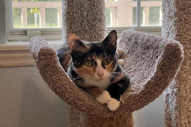 My name at SAFE Haven was Teatime and I was adopted!