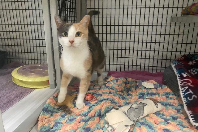My name is Crabapple and I am ready for adoption. Learn more about me!