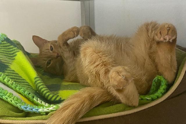My name is Georgie and I am ready for adoption. Learn more about me!