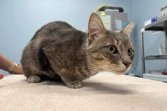 My name at SAFE Haven was Quartzite and I was adopted!
