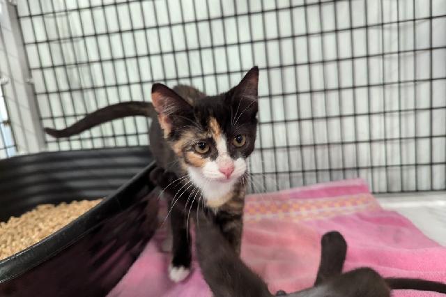 My name at SAFE Haven was Lavagirl and I was adopted!