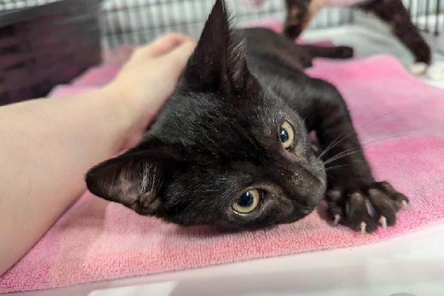 My name at SAFE Haven was Sharkboy and I was adopted!