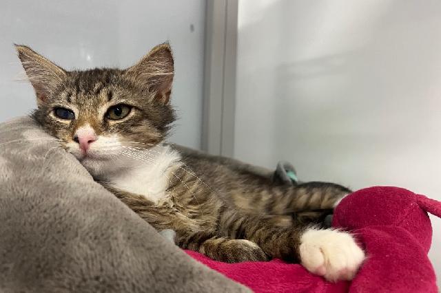 My name is Fluff 'n Stuff and I am ready for adoption. Learn more about me!