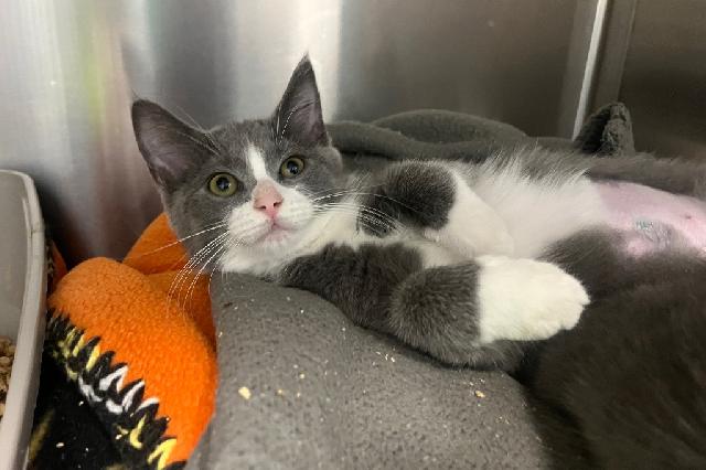 My name is Nymphadora and I am ready for adoption. Learn more about me!