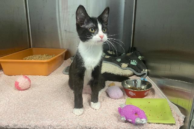 My name is Padma and I am ready for adoption. Learn more about me!