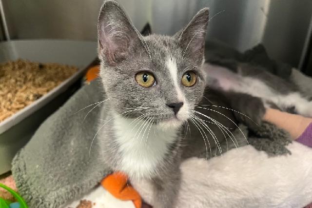 My name at SAFE Haven was McGonogall and I was adopted!