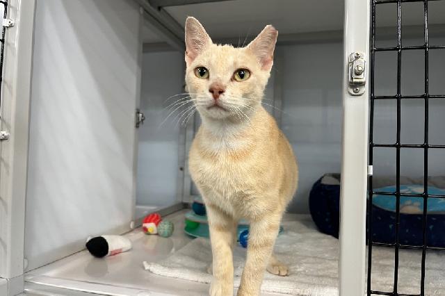 My name at SAFE Haven was Fish 'N Chips and I was adopted!