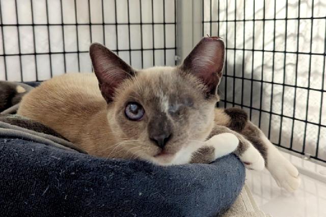 My name is Diva Muffin and I am ready for adoption. Learn more about me!