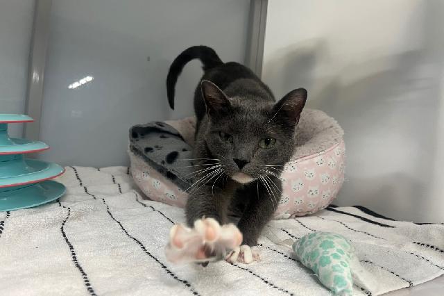 My name is Angelina and I am ready for adoption. Learn more about me!