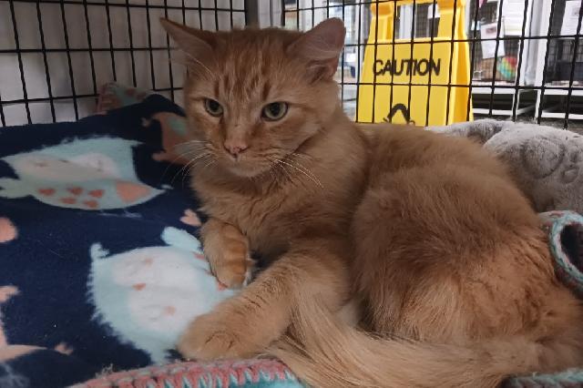 My name is Egg Noodle and I am ready for adoption. Learn more about me!