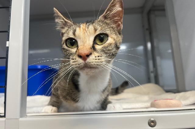 My name at SAFE Haven was Tomato Bisque and I was adopted!