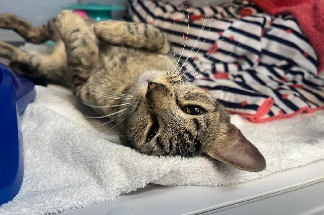 My name at SAFE Haven was Broccoli Cheese Soup and I was adopted!