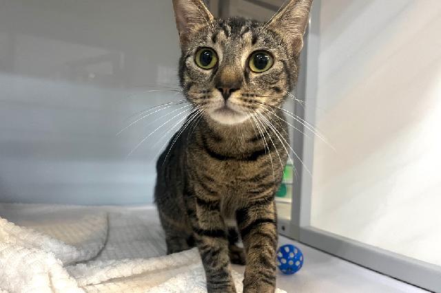 My name at SAFE Haven was Chicken Noodle Soup and I was adopted!