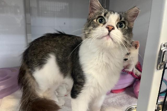 My name at SAFE Haven was Squee-gee and I was adopted!