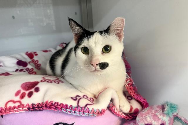 My name is Bubble Wand and I am ready for adoption. Learn more about me!