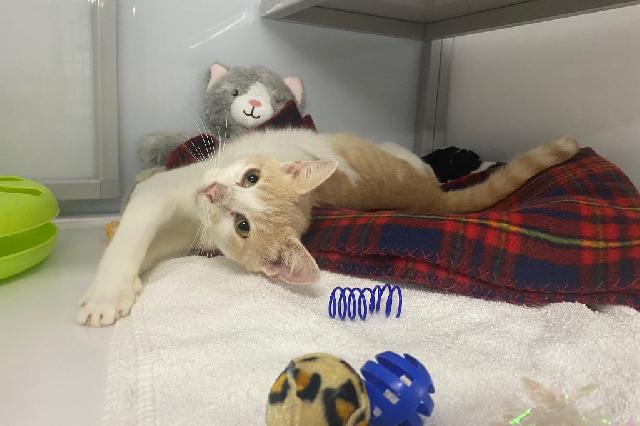 My name is Hops and I am ready for adoption. Learn more about me!