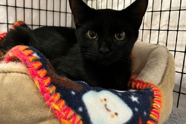 My name is Kettle Sour and I am ready for adoption. Learn more about me!