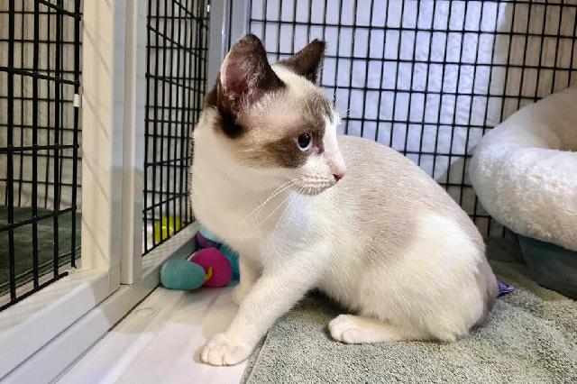 My name is Scallops and I am ready for adoption. Learn more about me!