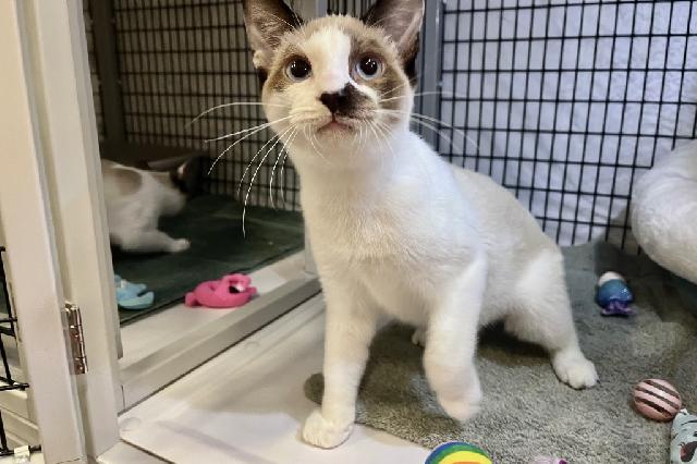 My name is Clams and I am ready for adoption. Learn more about me!