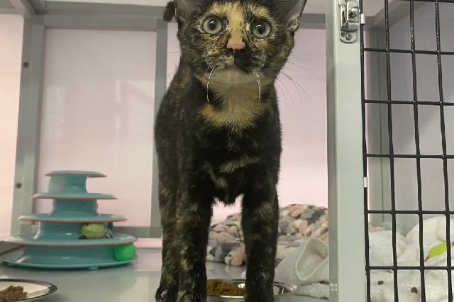 My name is Vitelotte and I am ready for adoption. Learn more about me!