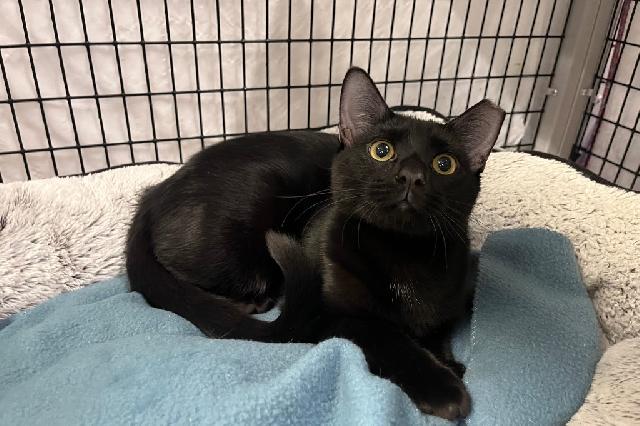 My name is Opperdoezer and I am ready for adoption. Learn more about me!