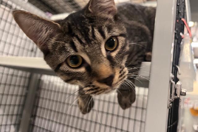 My name at SAFE Haven was Kennebec and I was adopted!