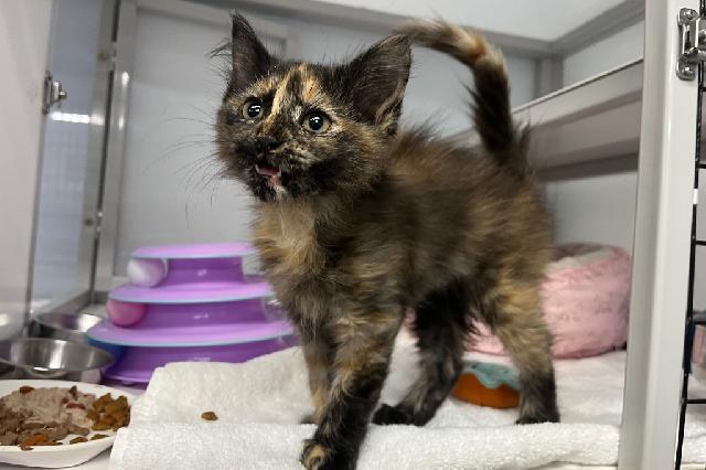 My name is Eucalyptus and I am ready for adoption. Learn more about me!