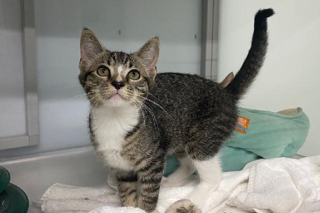My name is Pale Ale and I am ready for adoption. Learn more about me!