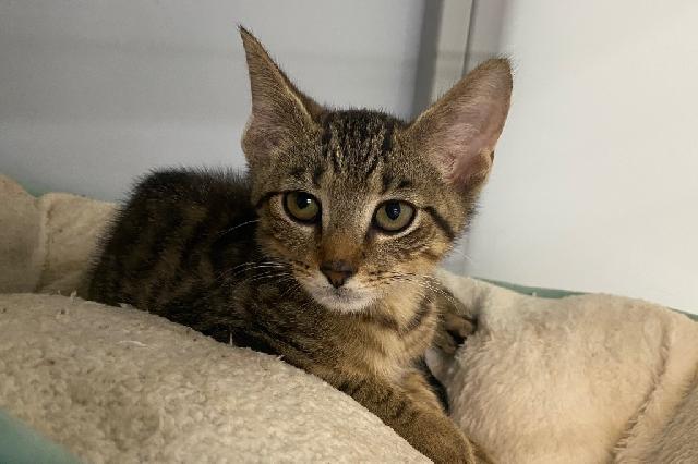 My name is IPA and I am ready for adoption. Learn more about me!