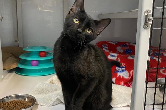 My name is Quadrangle and I am ready for adoption. Learn more about me!