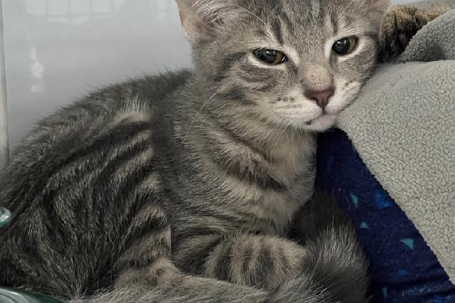 My name at SAFE Haven was Cretonne and I was adopted!