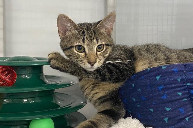 My name at SAFE Haven was Calabash and I was adopted!